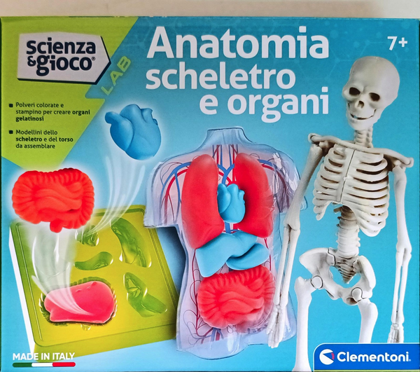 ANATOMIA SCHELETRO E ORGANI 